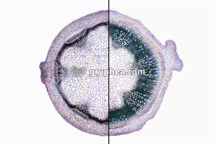 Tige de Mercuriale - structure primaire et secondaire comparées x10 - gryphea.com